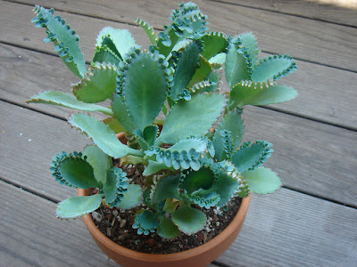 Bryophyllum pinnatum - Kalanchoe pinnata care and culture