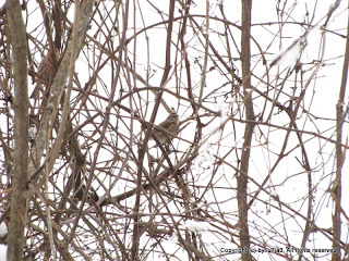 American Tree Sparrow