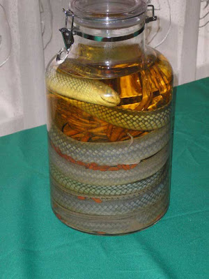 Snake Wine Seen On CoolPictureGallery.blogspot.com Or www.CoolPictureGallery.com