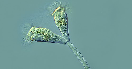  PLANKTON  Dalam Prespektif Aquakultur Plankton  Lumut 