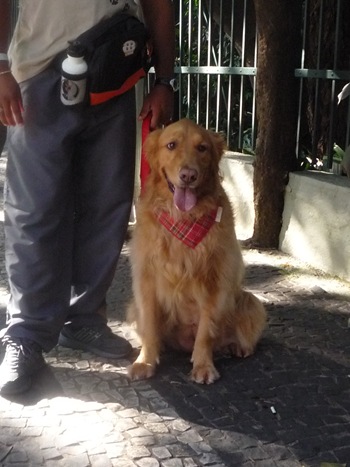 Cãonhecendo 2 (20)