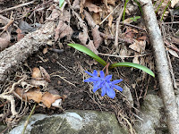 [Asparagaceae] Scilla bifolia