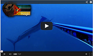 Mozam Magic spearfishing video with Rob Allen