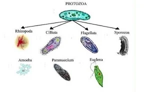 protista mirip hewan