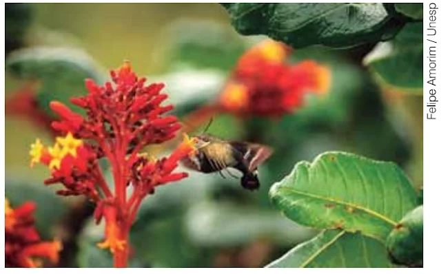 Disfarçada de beija-flor, mariposa pode evitar virar almoço