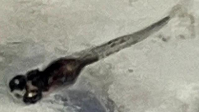 魔王メダカ 稚魚 １５日目