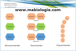 la biochimie structurale,Définition et Catégorie