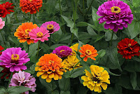 Zinnia elegans