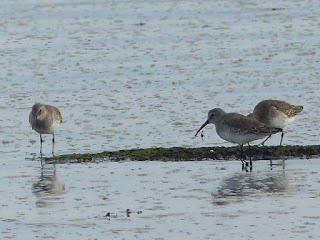 Oiseaux de rivage de l'Isle aux Coudres