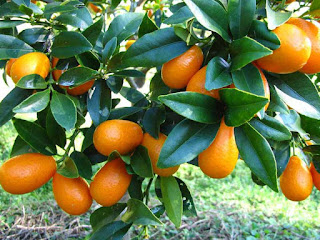 kumquat fruit images