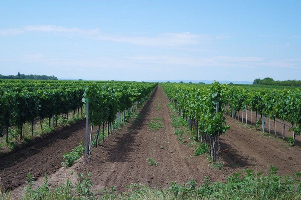 autriche burgenland lac neusiedl neusiedlersee podersdorf vélo circuit b20