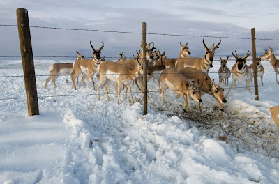 Animal Great  Migration | National Geographic | Foto national geographic Seen On  www.coolpicturegallery.us