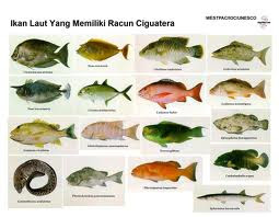 Jenis-Jenis Ikan Laut