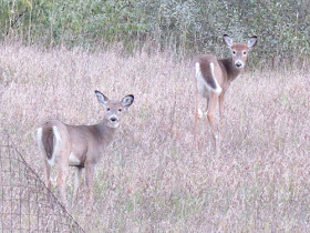 two young deer with winter coats