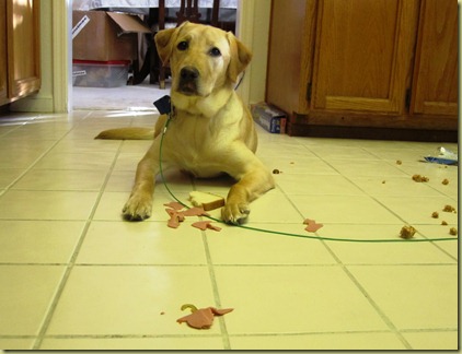 Vienna still in a down stay ignoring the meat and bread that has been place even closer to her.  Good girl!
