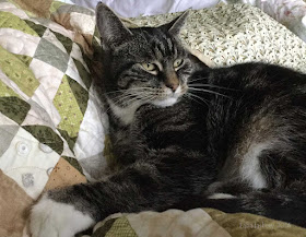 Suzi the cat enjoying Allietare, 2015 Bonnie Hunter Mystery Quilt