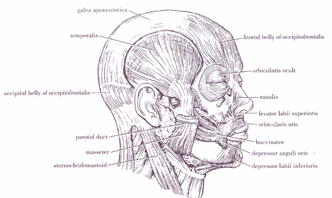 Masticatory muscles