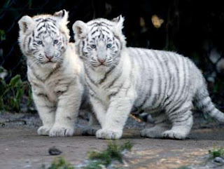 White Tiger Cubs Image