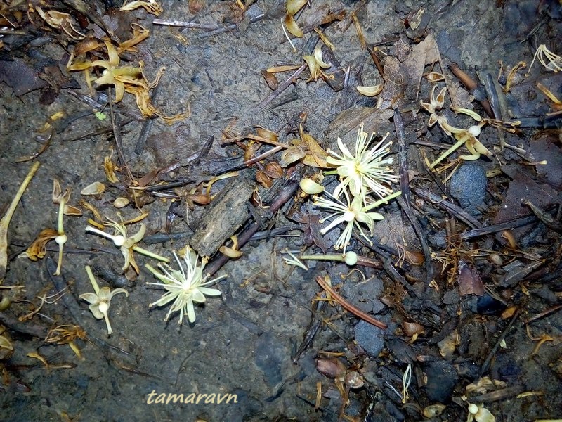 Липа амурская (Tilia amurensis)