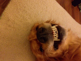 funny animals of the week, smiling dog