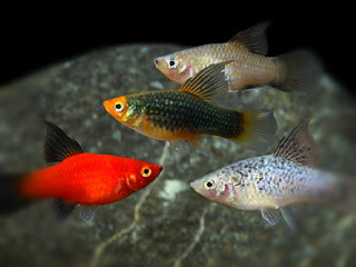 cara-budidaya-ikan-platy.jpg