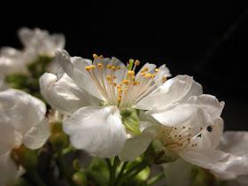 flor cerezo