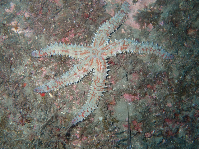 Marthasterias glaciaris