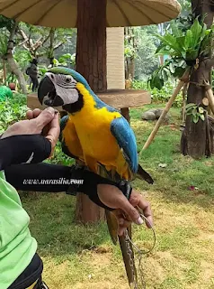 Jakarta Bird Land Ancol: Wisata Edukasi Berinteraksi Dengan Aneka Burung