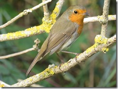 Robin