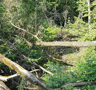 kluifje