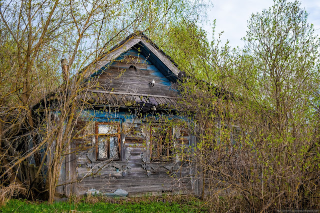 Старый деревянный дом поросший кустарником