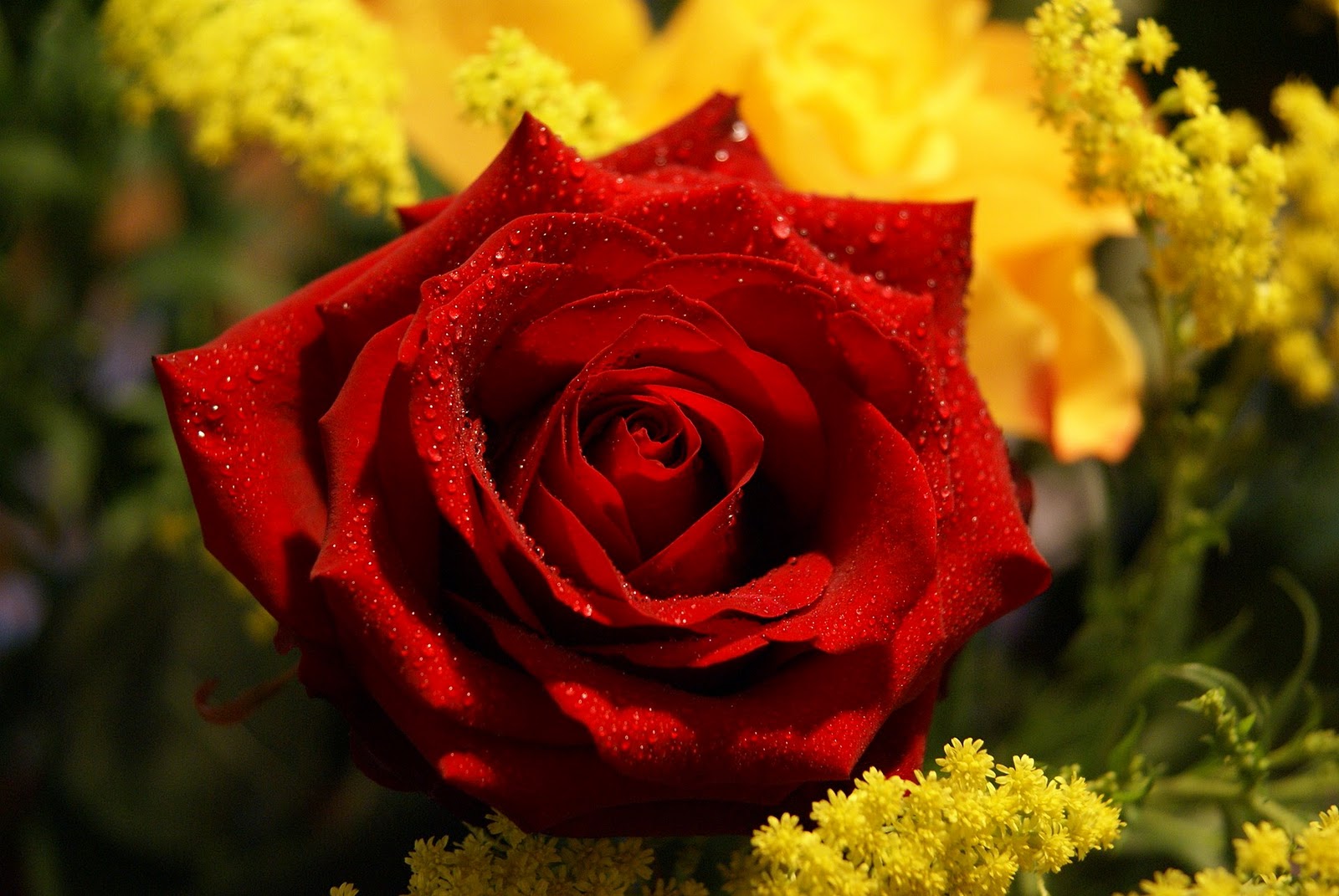 Single Red Rose Flowers - Flower HD Wallpapers