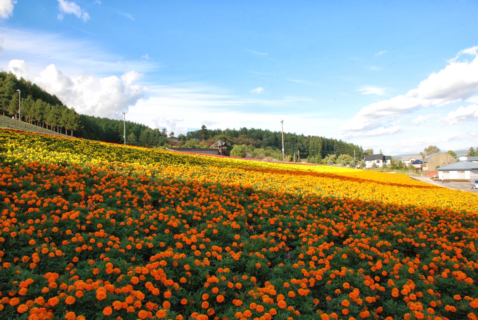 輝記旅行社world Tour Fai S Day15c 富良野 富田農場 花田