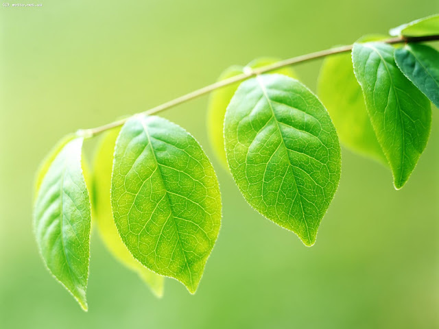 Hojas y Ramas Verdes