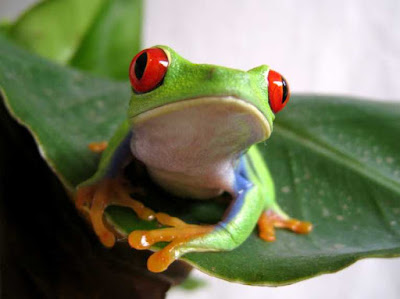 photos and names of amphibians 