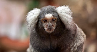 Marmoset