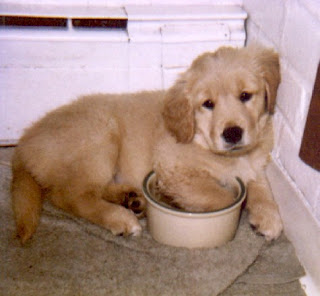 Image of Bailey as a puppy