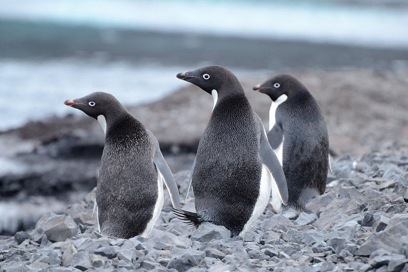 Penguin Adele Nama  Nama  Hewan  Dari Huruf  A Sampai Z