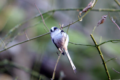 Staartmees - Sturtmies - Aegithalos caudatus