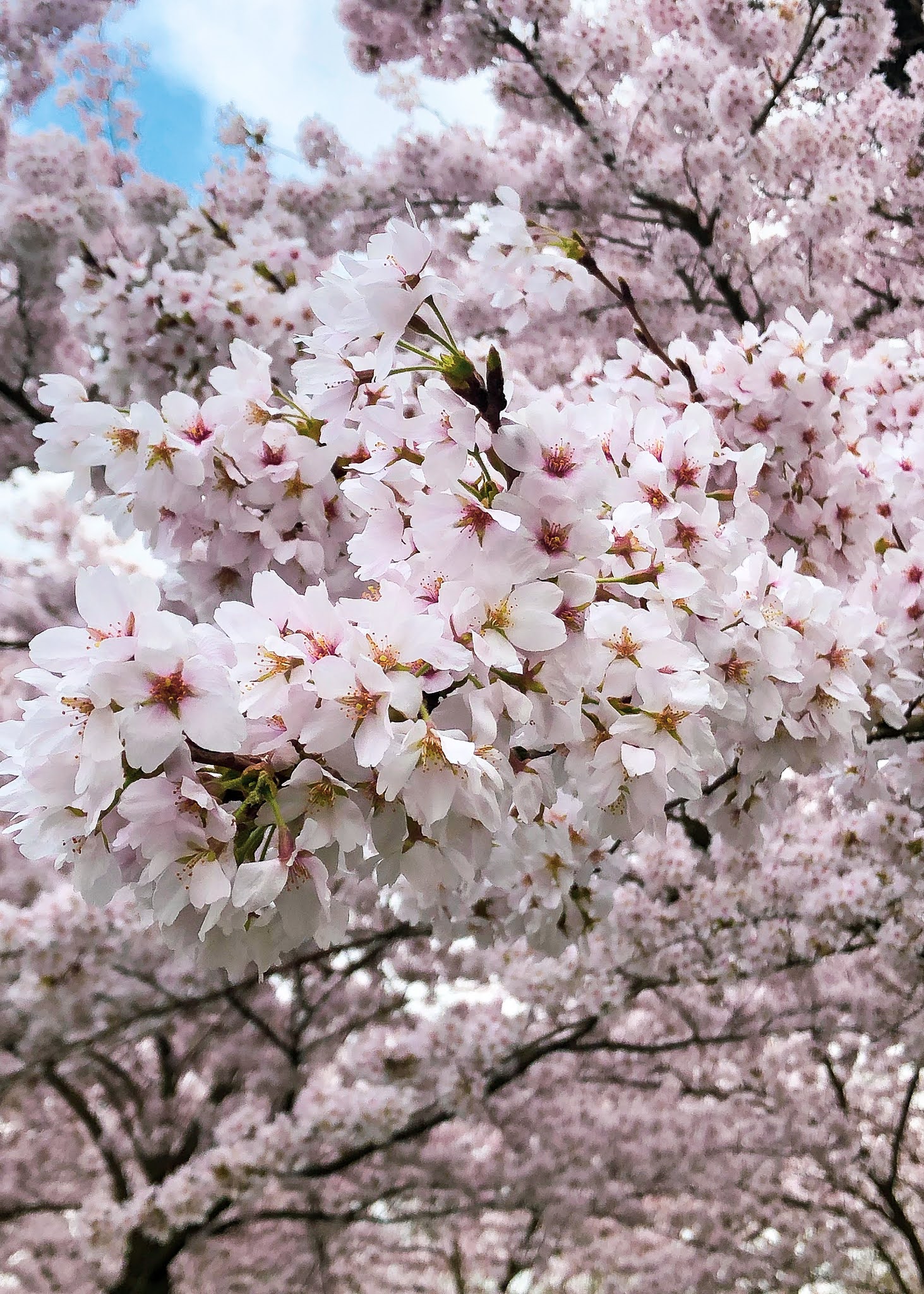 Be Carol Sakura Cherry Blossoms Netherlands