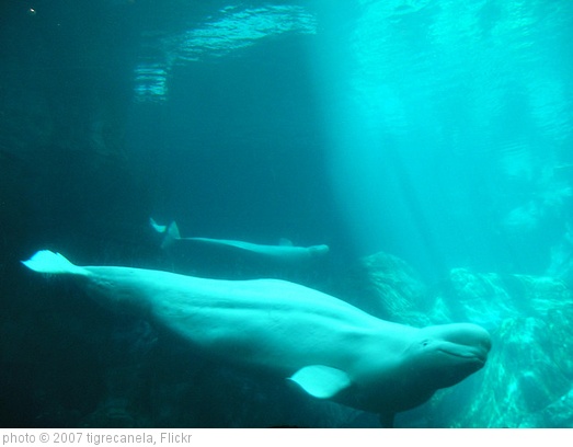 'Beluga Whales' photo (c) 2007, tigrecanela - license: http://creativecommons.org/licenses/by-sa/2.0/