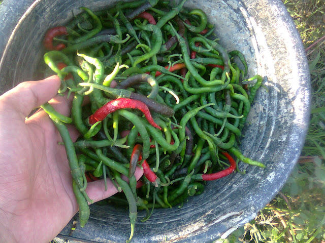 Hasil Panen Cabe