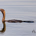 Little Cormorant