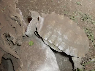 ジェノヴァ水族館のリクガメ