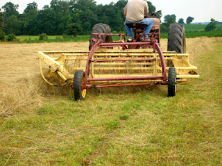 raking hayfield 7