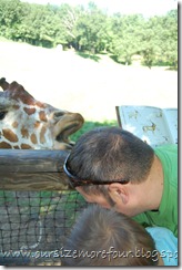 giraffe4