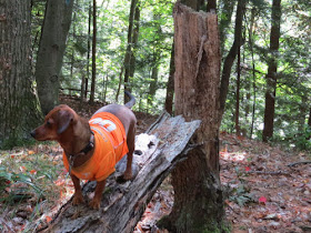dachshund hiking