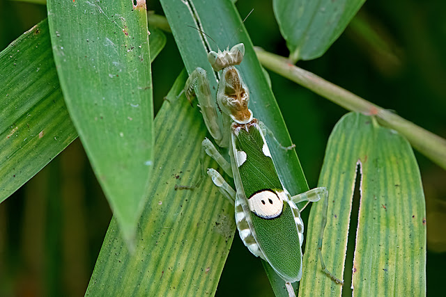 Creobroter gemmatus the Jewelled Flower Mantis