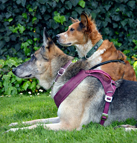 Josie the German Shepherd in her Kurgo harness