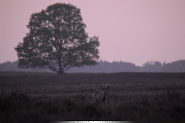 It's always exciting to wait until after sunset to see how the light changes. This time the cloudless sky turns a subtle pink and all I needed was the Roe Deer as a subject in front of the Oak tree. After a while it looked up and stood still just long enough to get it sharp...:-) 